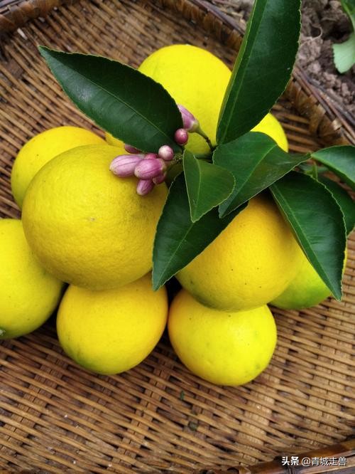 补钙补锌促发育,儿童生长缓慢什么食物补钙最好