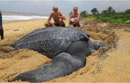 你知道乌龟为什么能活这么久吗,乌龟不用吃东西它也能活下来吗