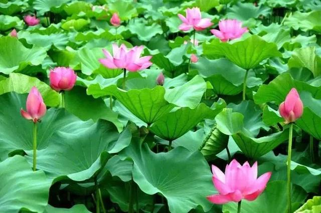 小暑连大暑,赏荷正当时,杨万里写的这首小诗,写尽荷花之美