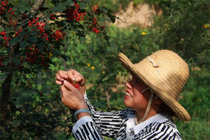 汉源花椒半斤,扶风县无刺花椒