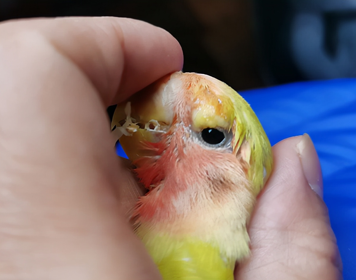 有多少快乐就有多少忧伤女声版,有多少快乐就有多少悲伤简谱