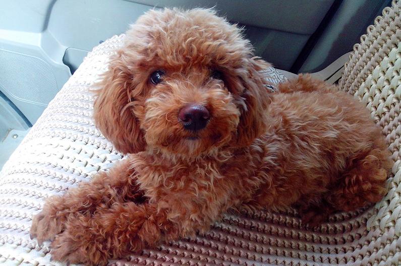 可能买到假狗吗,怎么区别泰迪狗纯不纯