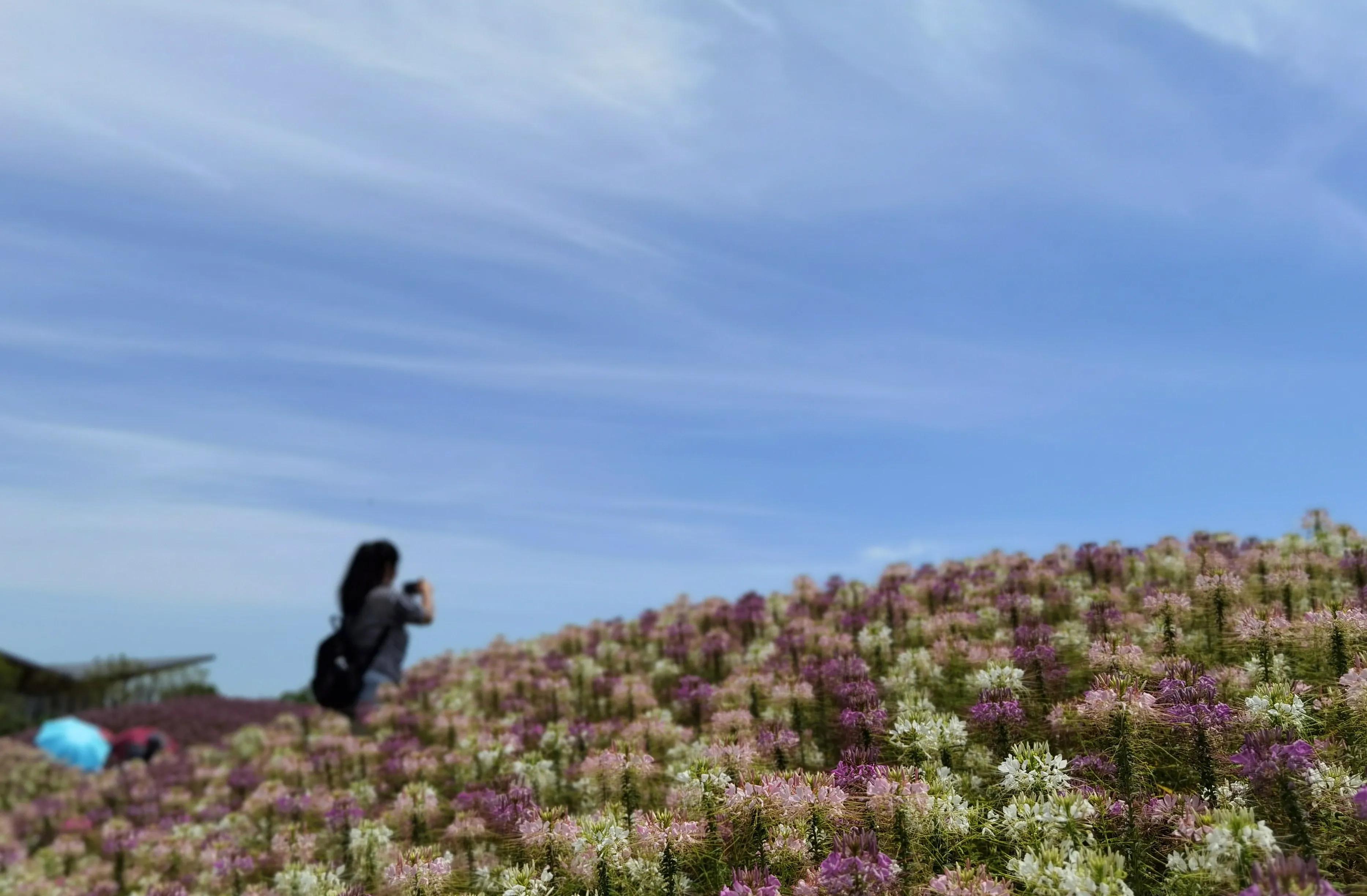 关于崇明花博会,崇明花博会全程花景