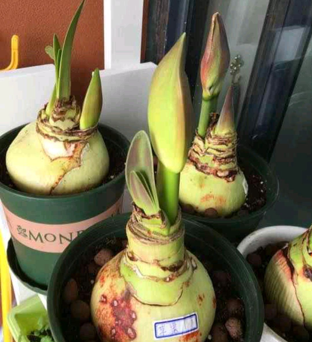 一年四季不死的十种花水养,浇水过多死的植物