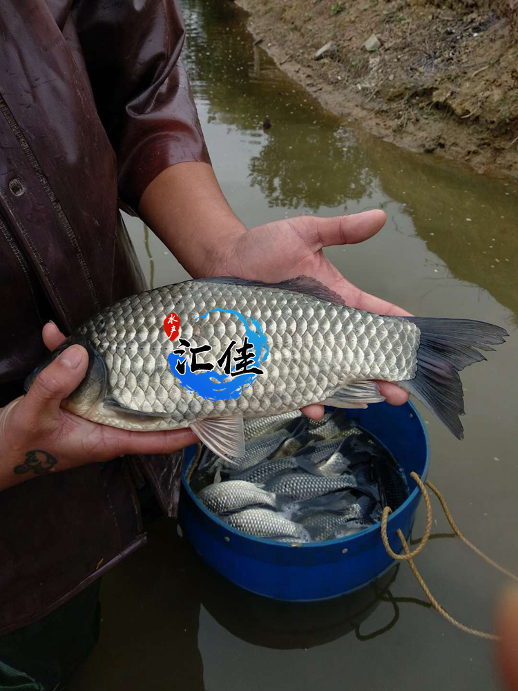 中科三号鲫鱼生长速度对照表,鲫鱼苗中科三号和中科五号哪个好