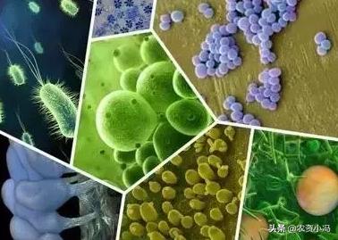 枯草芽孢杆菌能与杀菌剂混用吗,枯草芽孢杆菌能和杀菌剂混用吗