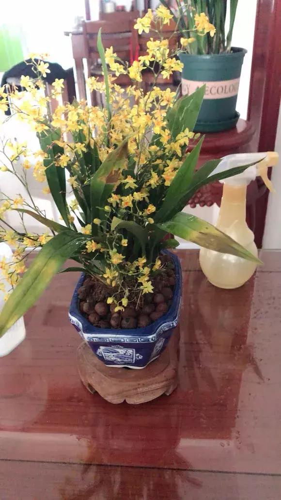 开花时间最长最香最好养的兰花,一年四季开花的兰花有几种