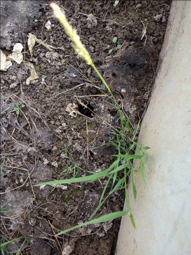 小龙虾洞一般几只龙虾,小龙虾辟谣