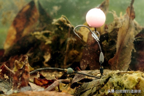 话说欧鲤钓之科学篇,欧鲤钓知识讲解