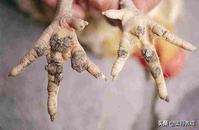 养鸡葡萄球菌怎么治,鸡葡萄球菌病防治