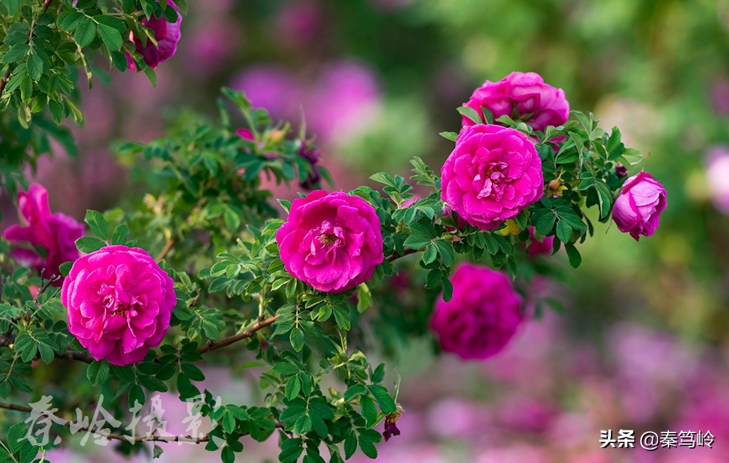 五月玫瑰花期,五月玫瑰盛开时