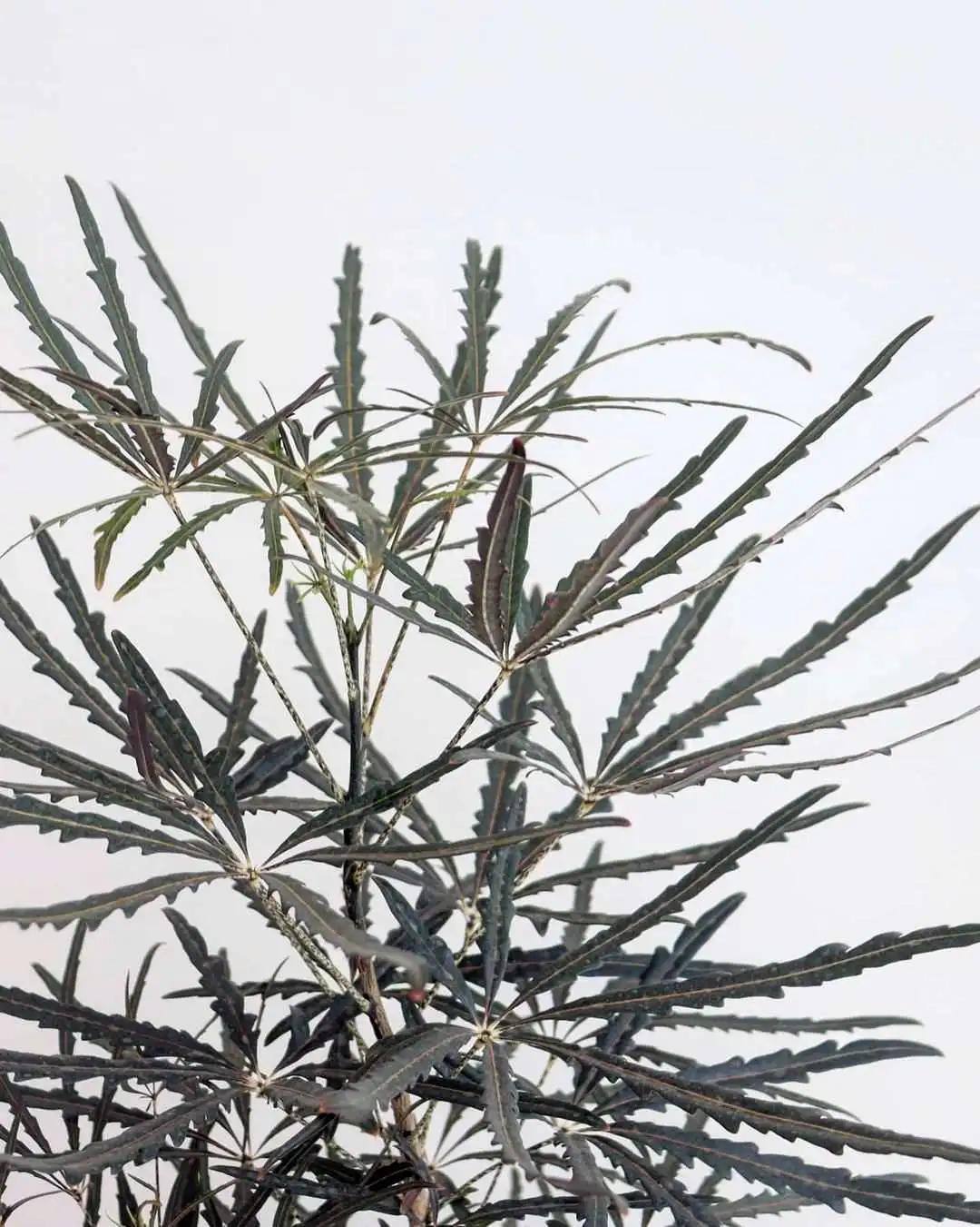 ins十大网红绿植,ins网红绿植大全