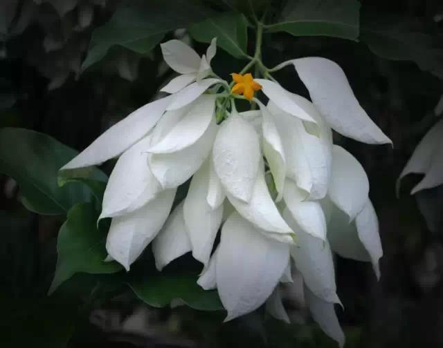 奇花异草图片,奇花异草的赞美句子