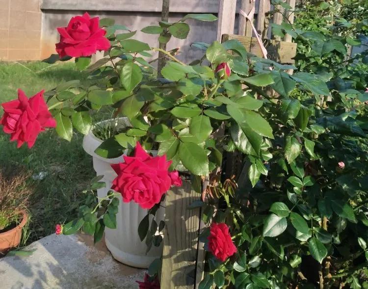 第七届园丁奖,第六届园丁奖奖励