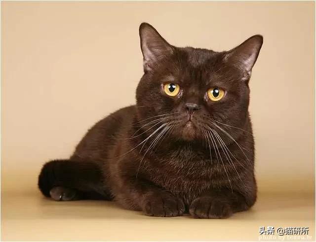 猫咪身上不同的味道代表什么,为什么猫咪的眼睛有不同颜色