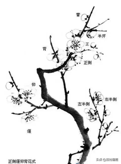 国画梅花画法视频,徐湛梅花画法教程