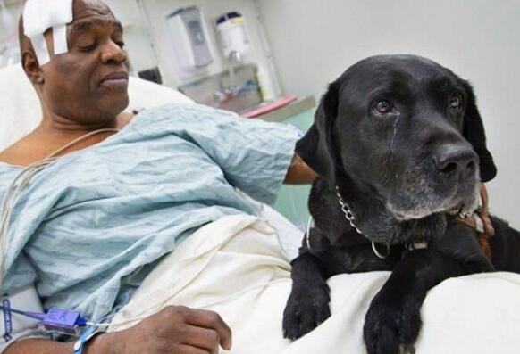 全黑的狗有什么讲究吗,买黑色的狗好还是不好