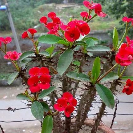 全部金木水火土五行五系植物介绍,五种植物代表五行