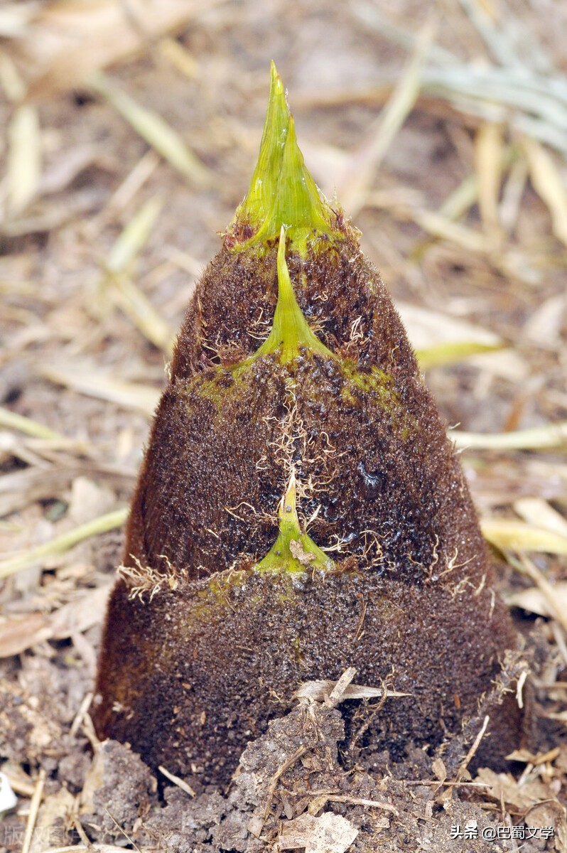 散文古诗鉴赏心得,散文欣赏古诗朗诵