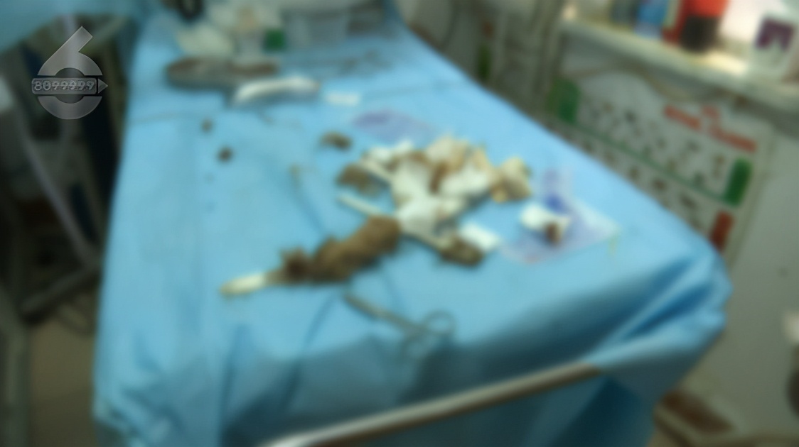 泰迪前腿残疾训练,残疾泰迪能收留吗