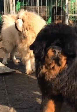 养的四种狗狗打死也别养,千万不要养的狗狗有哪些