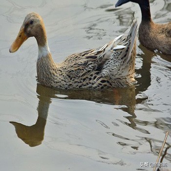 蛋鸭脱肛的解决方法,鸭脱肛的最佳方法