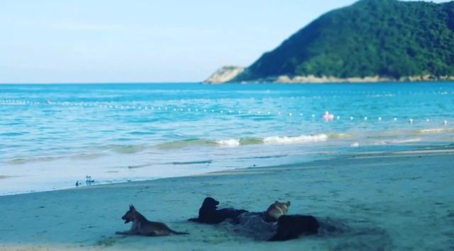 深圳海边旅游攻略民宿,深圳内超美海滩