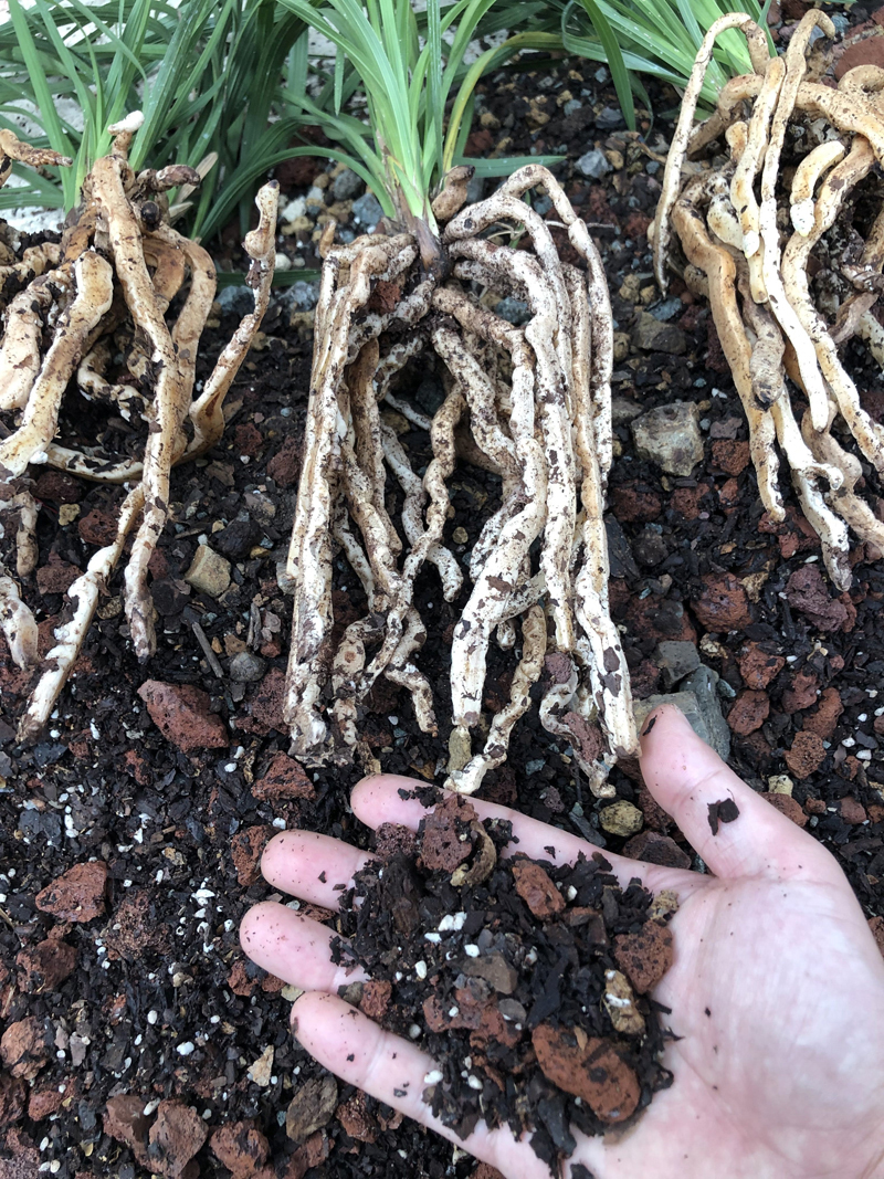 兰花水晶和拜拉丝的区别,兰花的拉丝病