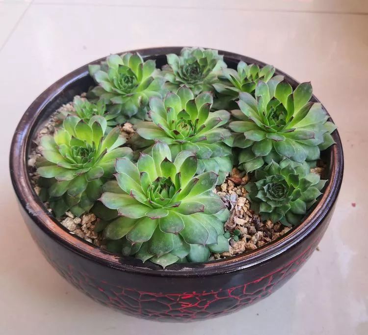 最美的20种多肉,15种最美的多肉