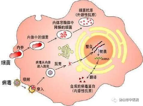 中医特效药中成药大全,中医教你做特效药