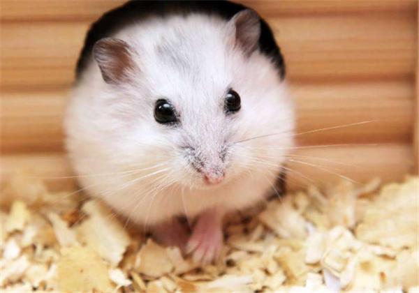 怎么拯救仓鼠伪冬眠的行为,仓鼠怎么防止伪冬眠