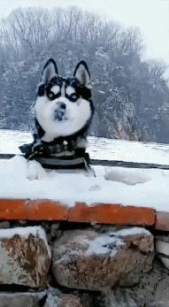 哈士奇到底怎么养它才能听话,哈士奇的优点和缺点