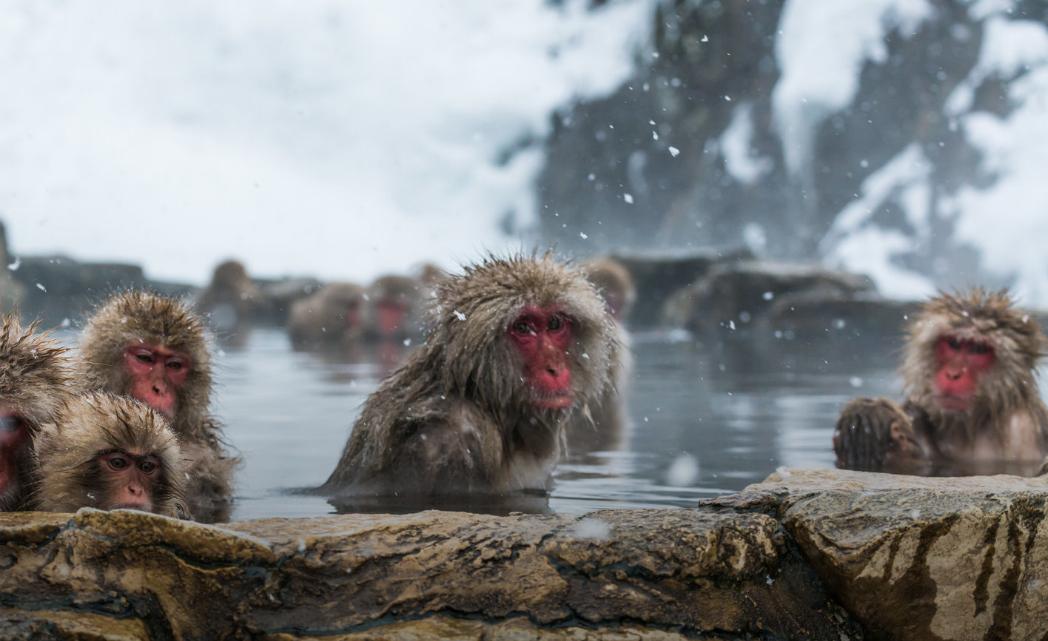 玩转日本京都,玩转日本东京大阪自由行