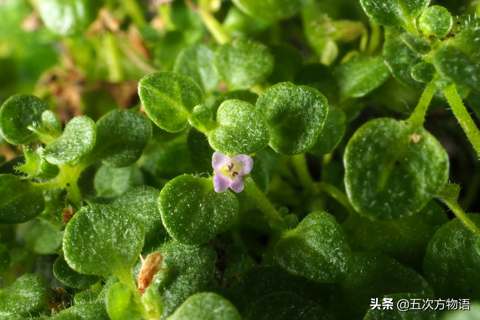 10种口味薄荷糖,十种薄荷