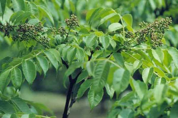 黄菠萝幼苗生长期,黄菠萝的种植方法和注意事项