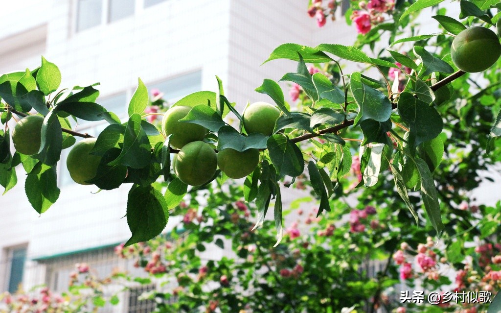 开桃花的桃树冬季怎么修剪,桃树怎么养护最好
