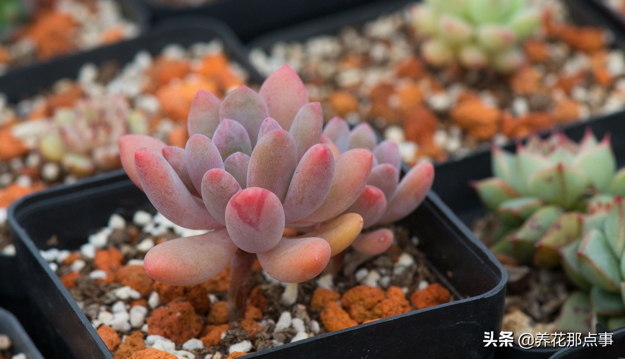 曾经养过的多肉,多肉中便宜又好养的有哪些