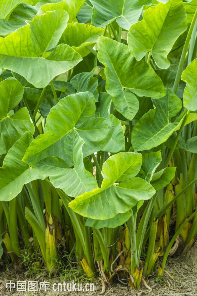 中药材野芋图片,中药材野芋叶