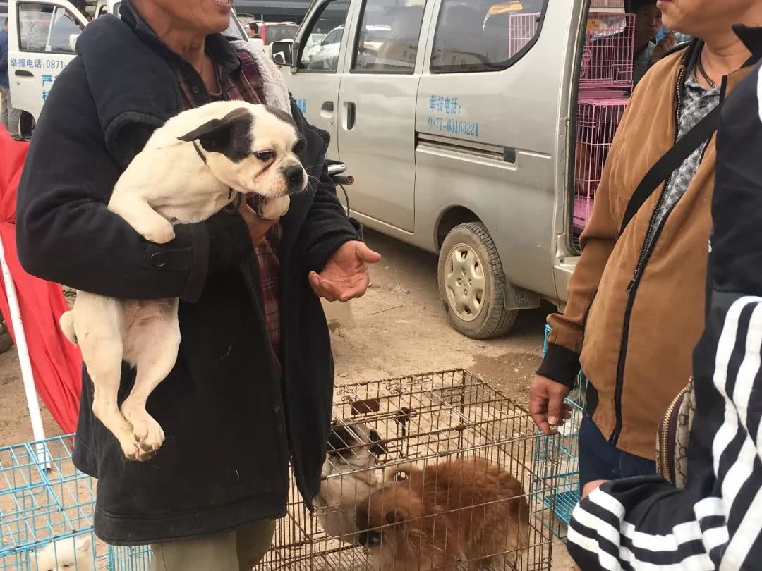 开封狗市巴哥犬多少钱一只,在狗市有便宜的狗狗