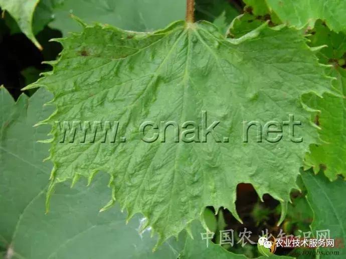 葡萄花前主要病害,葡萄病害图片大全大图