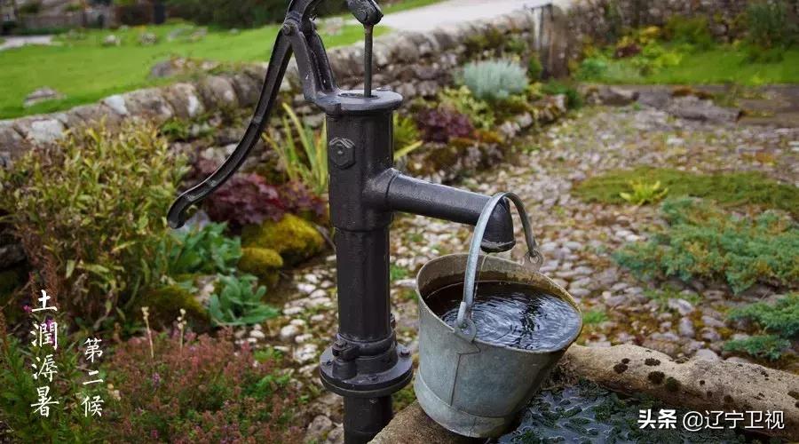 酷暑知了声声入耳,大暑知了叫