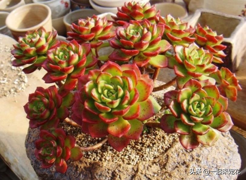 蒂亚怎么养出老桩,老花匠月季养殖方法