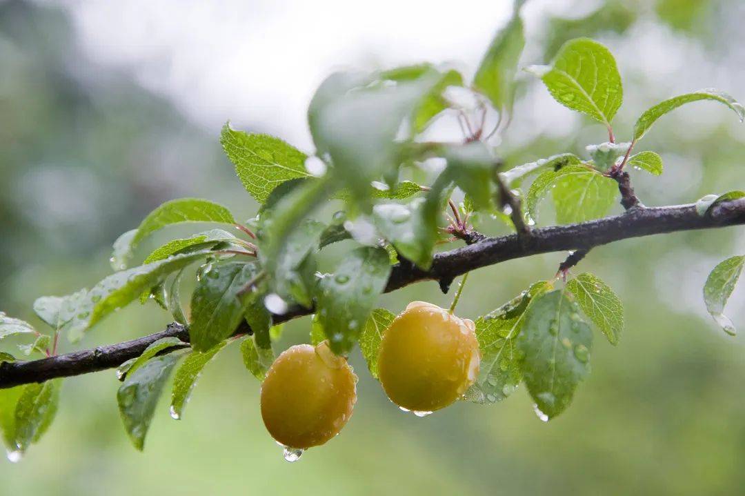 江淮地区降水次数频繁阴雨天气,江淮地区阴雨绵绵是几月份