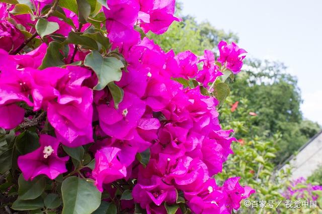 哪些名字很形象的常见植物，你知道几种（一）