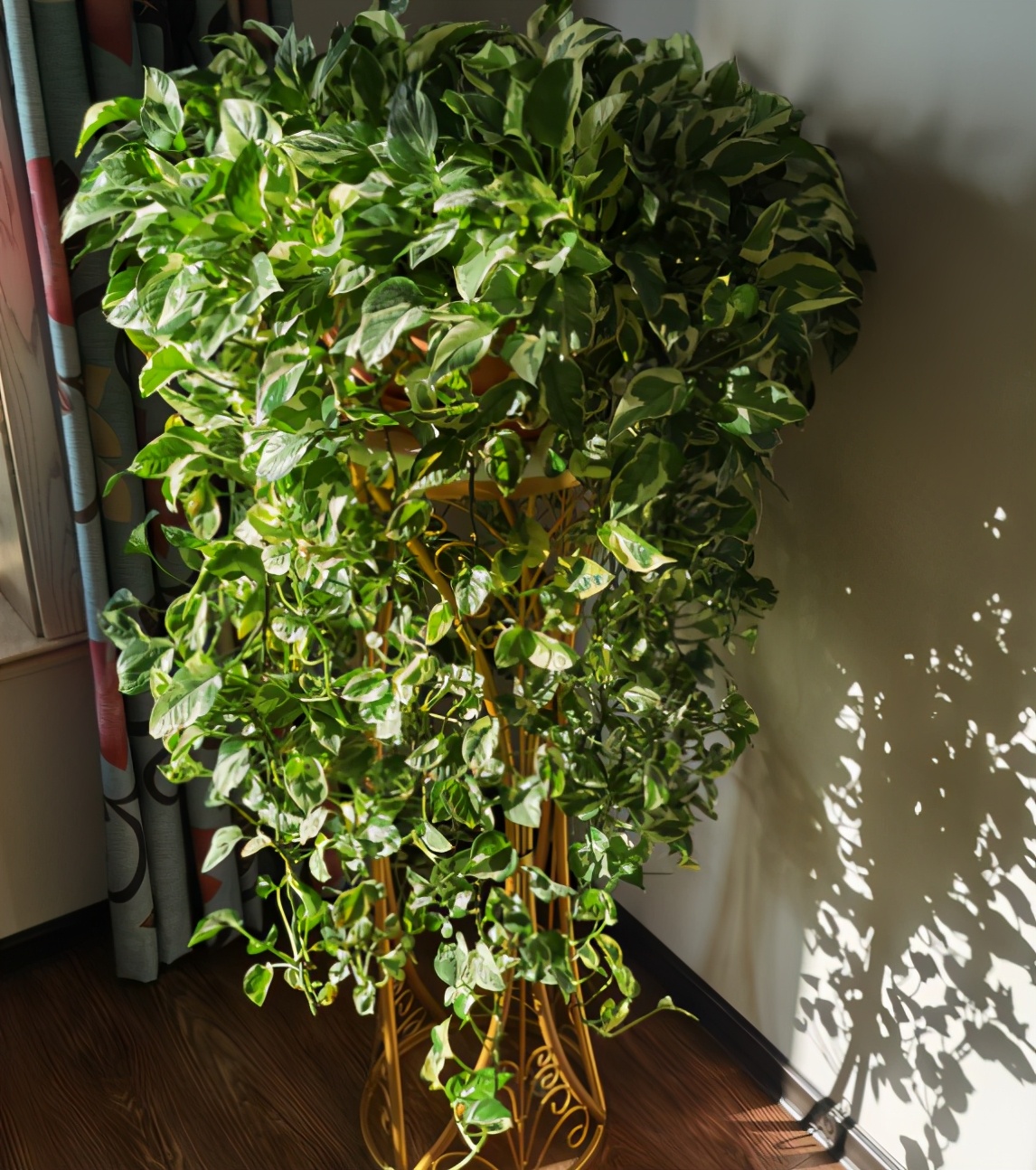 绿萝养得太旺盛了怎么办,绿萝养了一年不长怎么办