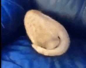 猫的本质是液体，不信看这里，萌化你