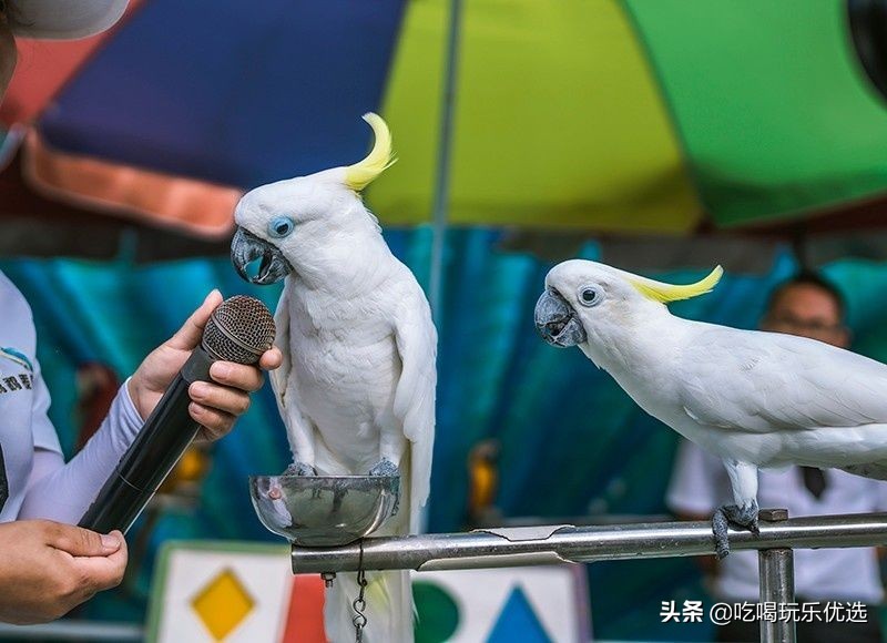 厦门灵玲动物王国大熊猫,厦门马戏团灵玲动物王国观光游览