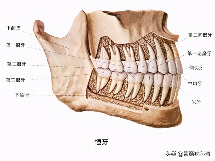 护考消化系统解剖图谱详解,消化系统解剖生理教学