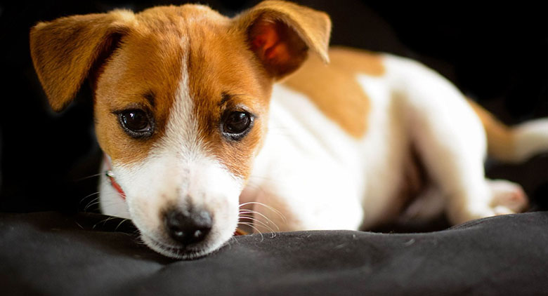 狗狗老是啃咬自己腿的毛,狗狗老是啃主人的手微疼