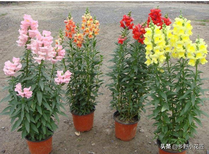 金鱼草的养殖方法和注意事项图片,怎样养金鱼草才会活得更长